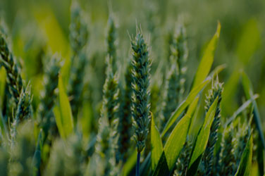 智慧農(nóng)業(yè)